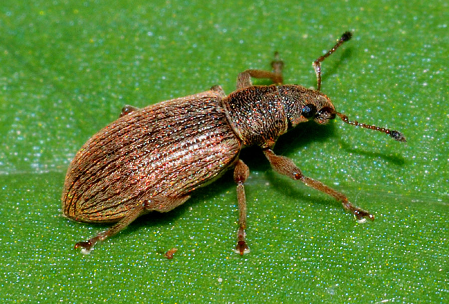Cantharidae: Cantharis gr. tristis